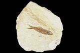 Fossil Fish (Knightia) With Floating Frame Case #106714-1